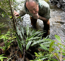 Patrick Blanc observing Lagenandra thwaitesii on river bank, Sinharaja, Sri Lanka, Nov. 2024