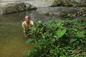 Patrick Blanc observing Lasia spinosa in its swampy forest habitat, Ranong, Thailand, March 2017