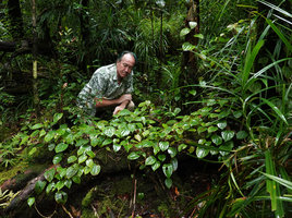 Patrick Blanc observing Medinilla cf. anisophylla carpeting the tree logs, quite similar in leaf shape and growth habits to Streptolirion volubile, Imbu Rano, Kolombangara, Solomon Islands, Sept. 2019