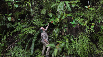 Patrick Blanc observing Medinilla cf. ceramensis on a vertical stony bank in forest understory, Manusela NP, Seram, Moluccas, April 2024