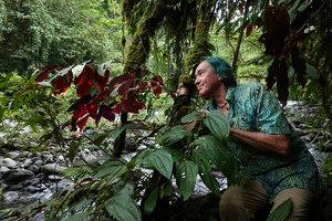 Patrick Blanc observing Medinilla cf. mortonii,  Imbu Rano, Kolombangara, Solomon Islands, Sept. 2019