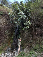 Patrick Blanc observing Medinilla vanoverberghii exposed in full light at the top of a small waterfall, Banaue, 1700 m asl, Luzon, Philippines, April 2026