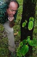 Patrick Blanc observing Microchirita bimaculata as a low epiphyte receiving the spray of a nearby waterfall, Doi Inthanon, Thailand, Oct. 2023