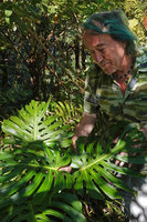 Patrick Blanc observing Monstera deliciosa in its natural habitat, Ram Tzul Natural Reserve, Baja Verapaz, Guatemala, Jan. 2020