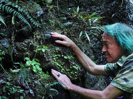 Patrick Blanc observing Peperomia pedicellata on seeping mossy rock, Biotopo del Quetzal, Baja Verapaz, Guatemala, Jan. 2020