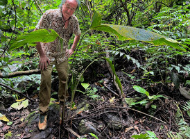 Patrick Blanc observing Phrynium cominsia, Ndabou, 500 m asl, Arfak Mts, West Papua, May 2025