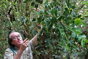 Patrick Blanc observing Phyllanthus phillyreifolia, Belouve, La Reunion, Oct. 2015