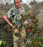 Patrick Blanc observing Poikilogyne arfakensis, the compact form, in highland savanna, 2300 m asl, Anggi Lakes, Arfak Mts, West Papua, May 2025