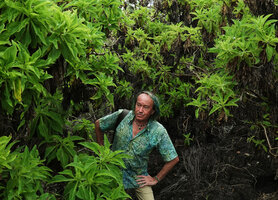 Patrick Blanc observing Scalesia affinis foliage in Charles Darwin Research Station, Punta Ayora, Santa Cruz, Galapagos, Aug. 2021
