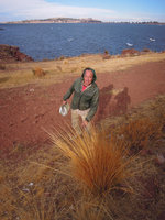 Patrick Blanc observing Stipa ichu, Lake Titicaca, Peru, Aug 2014