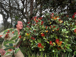 Patrick Blanc observing Isonandra montana with young bright red anthocyanic leaves, Horton Plains, Sri Lanka, Nov. 2024