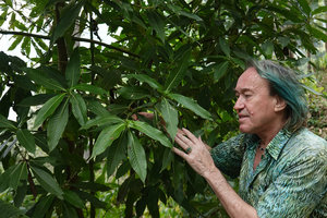 Patrick Blanc observing te dentate leaves of the primitive Hedyosmum mexicanum, Mirador Rey Tepepul, Lake Atitlan, Guatemala, Dec. 2019