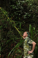 Patrick Blanc observing the adventitious plantslets emerging all along the trunk of a monocaulous Pandanus, Maros, South Sulawesi, June 2019