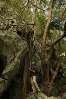 Patrick Blanc observing the aerial curtain system of the very thick roots of Gaussia princeps on mogotes, Valle de Vinales, Cuba, Feb. 2017.jpeg