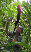 Patrick Blanc observing the ageing but still fiery inflorescence of a Tapeinochilos, maybe the elusive T. salomonensis, Imbu Rano, Kolombangara, Solomon Islands, Sept. 2019