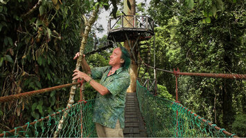 Patrick Blanc observing the articulated stem detached from the tree trunk support of Piper cf. langlassei, Danum Valley, Sabah, Borneo, July 2022