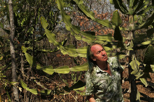 Patrick Blanc observing the articulated stems of Euphorbia cooperi, Mumbo Island, Lake Malawi NP, Aug. 2017