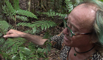 Patrick Blanc observing the asymmetric leaflets of Cynometra plurijuga, Malagufuk, Sorong, Papua, May 2025