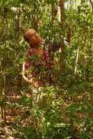 Patrick Blanc observing the bambusoid grass Lasiacis divaricata in a hammock understory, Key Largo, Florida, July 2016
