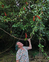 Patrick Blanc observing the Bauhinia cardinalis inflorescences and pods, Cat Tien NP, Vietnam, Nov. 2019
