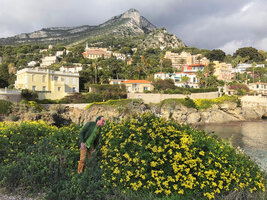 Patrick Blanc observing the beautiful but very invasive Senecio angulatus from South Africa, Cap d&#039;Ail, France, Nov. 2021