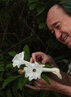 Patrick Blanc observing the big white flowers of Ipomoea prismatosyphon, Katavi NP, Tanzania, Jan. 2021