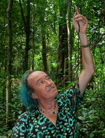 Patrick Blanc observing the black shiny barbed freely hanging feeding root of the new Cercestis species, Ebodje, Campo, Cameroon, Sept. 2023