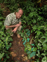 Patrick Blanc observing the blue iridescence of Begonia pavonina without flash light, Cameron Highlands, Malaysia, Aug. 2018