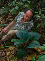 Patrick Blanc observing the blue iridescence of the leaves of Phyllagathis rotundifolia, Sungai Tekala FR, Selangor, Malaysia, April 2023
