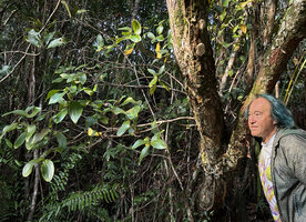 Patrick Blanc observing the branched epiphytic Medinilla cf. glomerata with tuberous roots, Ankaninin Nofy forest, Madagascar, Aug. 2024