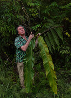 Patrick Blanc observing the branched inflorescence and the huge leaves of Alpinia regia, Sepa 500 m asl, Seram, Moluccas, April 2024