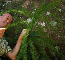 Patrick Blanc observing the branched stems of Asparagus africanus, Kisensegere, 1200 m asl, Rukwa, Tanzania, Jan. 2021