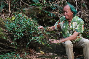 Patrick Blanc observing the branched stems of the rheophytic Ficus cataractorum covering the slabs, Touho, New Caledonia, Aug. 2023
