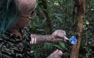 Patrick Blanc observing the bright blue Entoloma hochstetteri, Manusela NP, Moluccas, April 2024