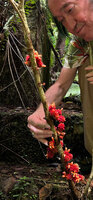 Patrick Blanc observing the bright orange flowers of the cauliflorous Medinilla aurantiiflora, Casaroro Falls, Negros Oriental, Philippines, Jan. 2025