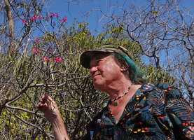 Patrick Blanc observing the bright pink flowers of Capitanopsis magentea, Ankarana Tsingy NP, Madagascar, Aug. 2024