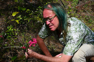 Patrick Blanc observing the bright pink flowers of Casearia crassinervis, Alejandro de Humboldt NP, Cuba, Feb.2017