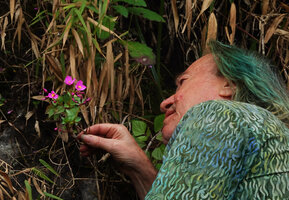 Patrick Blanc observing the bright pink flowers of Sonerila nemakadensis, Munnar, 1800 m asl, Kerala, India, Jan. 2023