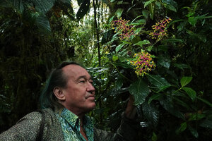 Patrick Blanc observing the bright pink inflorescences axes and blue and yellow corollas of the narrow endemic Palicourea corniculata in cloud forest, San Isidro FR, Napo, Ecuador, Aug. 2021