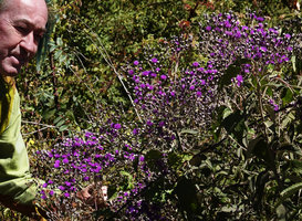 Patrick Blanc observing the bright purple inflorescences of Vernonia bipontini, Simien NP, Ethiopia, Jan. 2019