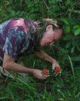 Patrick Blanc observing the bright red berried fruits of Tacca palmata, Pacitan, Java, May 2018