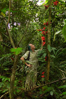 Patrick Blanc observing the bright red cauliflorous racemose Passiflora involucrata in forest understory habitat, Calanoa, Leticia, Colombia, Nov. 2016