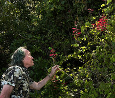 Patrick Blanc observing the bright red flowers of Erythrina herbacea at forest edge, Everglades NP, Florida, March 2026