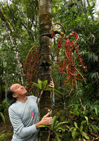 Patrick Blanc observing the bright red fruits of the huge infructescences of Pinanga insignis, Balinsasayao Twin Lakes, Negros Oriental, Philippines, Jan. 2025