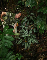 Patrick Blanc observing the bright silver feathery markings of Schismatoglottis wallichii leaves, Khao Sok NP, Thailand, June 2019