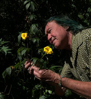 Patrick Blanc observing the bright yellow flowers of Distimake tuberosus, Le Ouaki, Saint Louis, La Réunion, July 2024