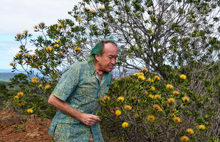 Patrick Blanc observing the bright yellow stamens of Melaleuca pancheri, Plaine des Lacs, New Caledonia, Aug. 2023