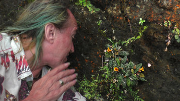 Patrick Blanc observing the brown bullate leaves and bright orange flowers of Gesneria shaferi on a vertical seeping rock, La Farola, Baracoa, Cuba, Feb. 2017