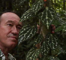 Patrick Blanc observing the brown velvety silver blotched leaves of Piper porphyrophyllum, Deramakot FR, Sabah, Borneo, July 2022