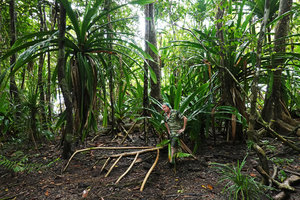 Patrick Blanc observing the change in growth direction of stilt roots following the stem fall  of Pandanus dubius, Nggatirana, Halisi, Solomon Islands, Sept. 2019
